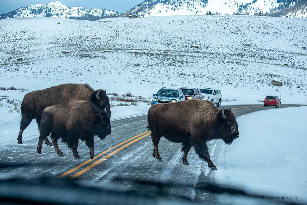 three huge bison crossing the road in Yellowstone National Park in Winter.
