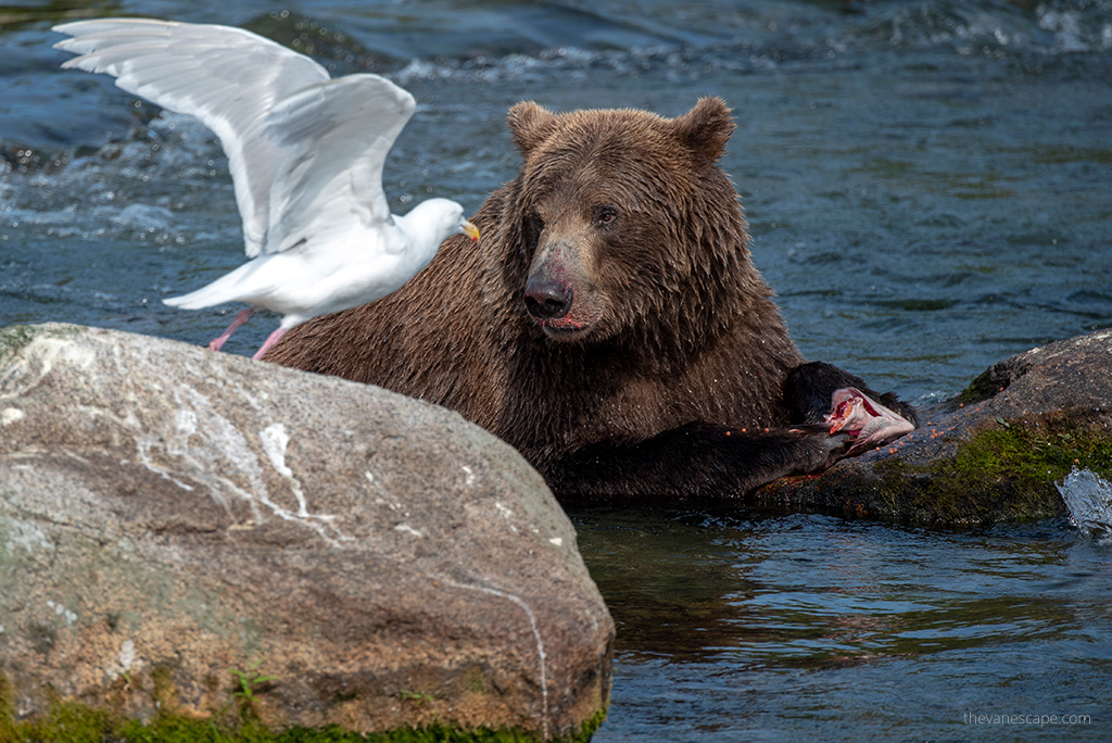 brown bear in Katmai National park eating salmon in the river.