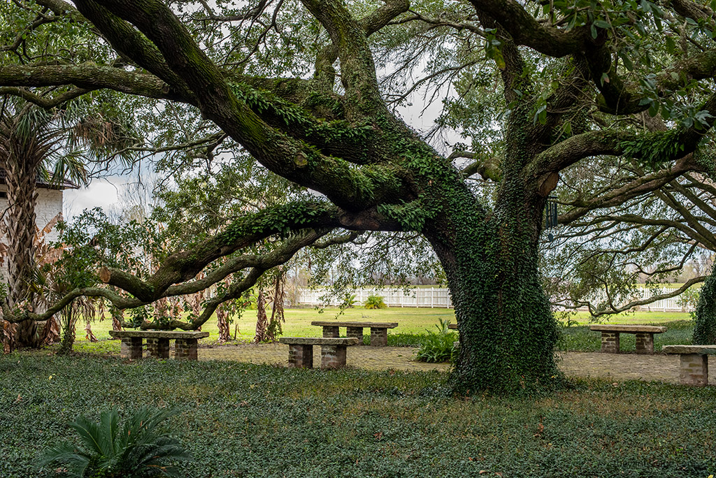 new orleans 3 days itinerary: oak plantation tour.