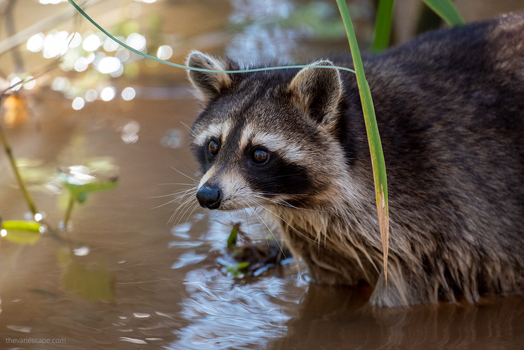 raccoon in the water on swamp.