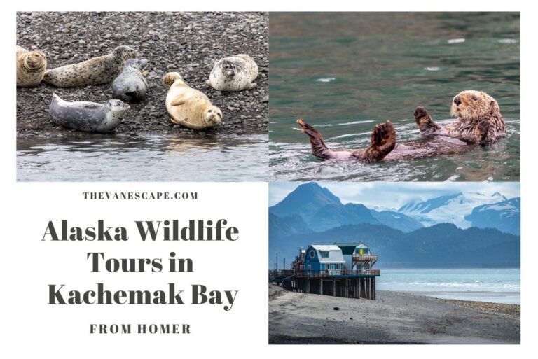 Alaska Wildlife Tours in Kachemak Bay, Homer