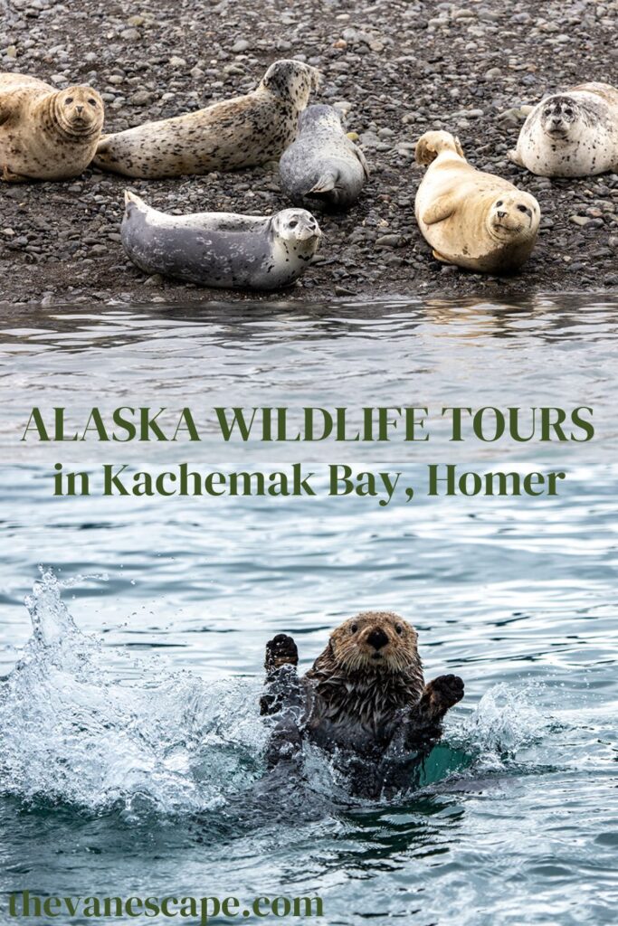 alaska wildlife tours