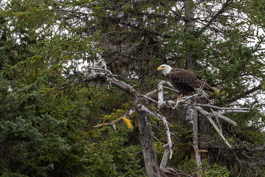 bald eagle in Kachemak Bay