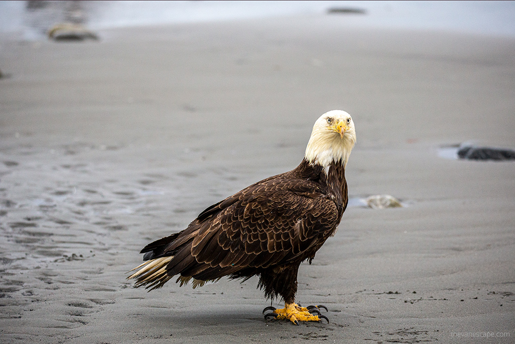 bald eagle in Homer Alaska