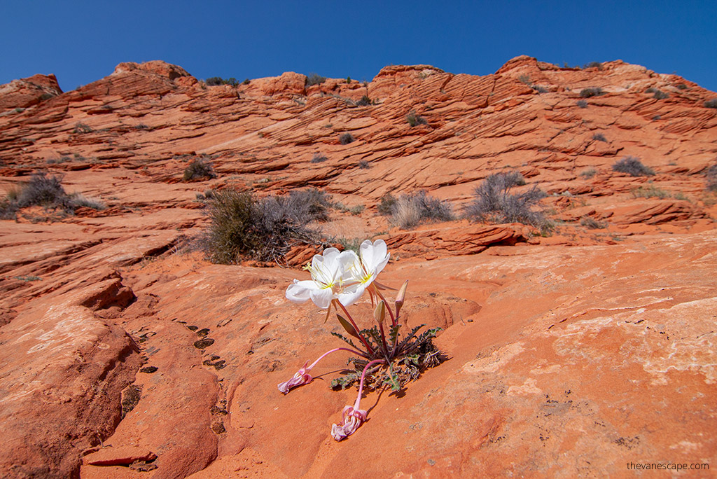 Things To Do in Kanab Utah - wildflower on a desert in the The Vermilion Cliffs National Monument.