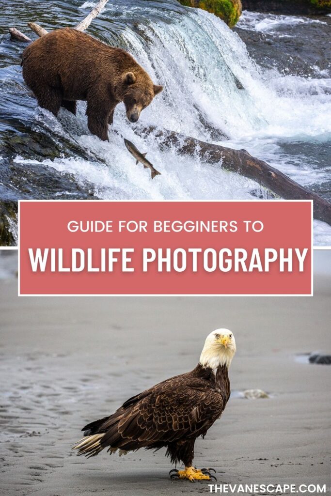 wildlife photogaphy guide