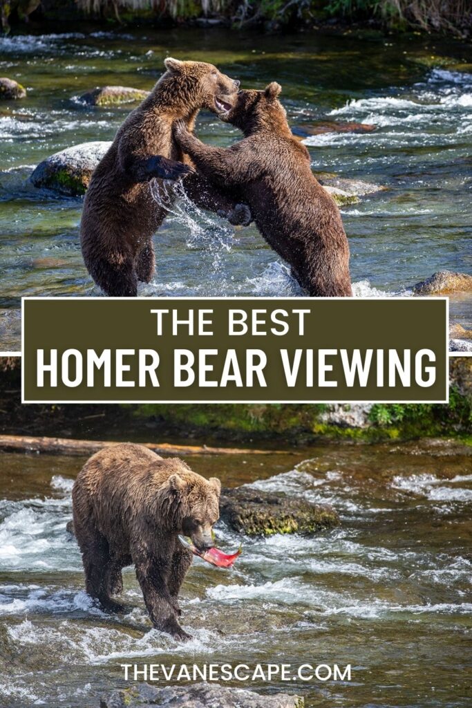 the best Homer Bear Viewing Tours
