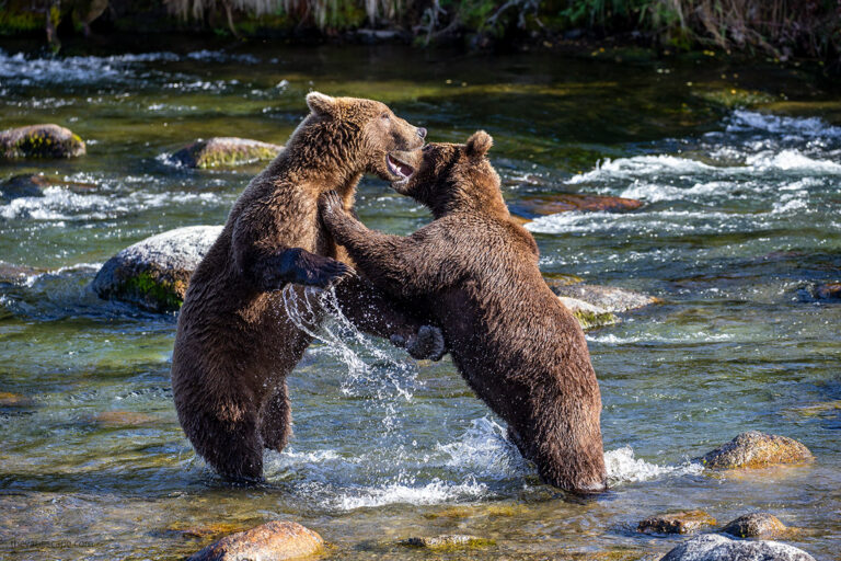 The Best Homer Bear Viewing Tours in 2023