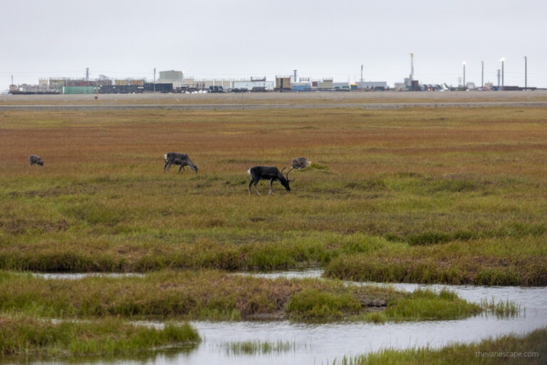 7 Things to Do in Deadhorse, Prudhoe Bay in 2023