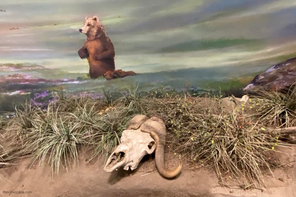 exhibits in Arctic Interagency Visitor Center