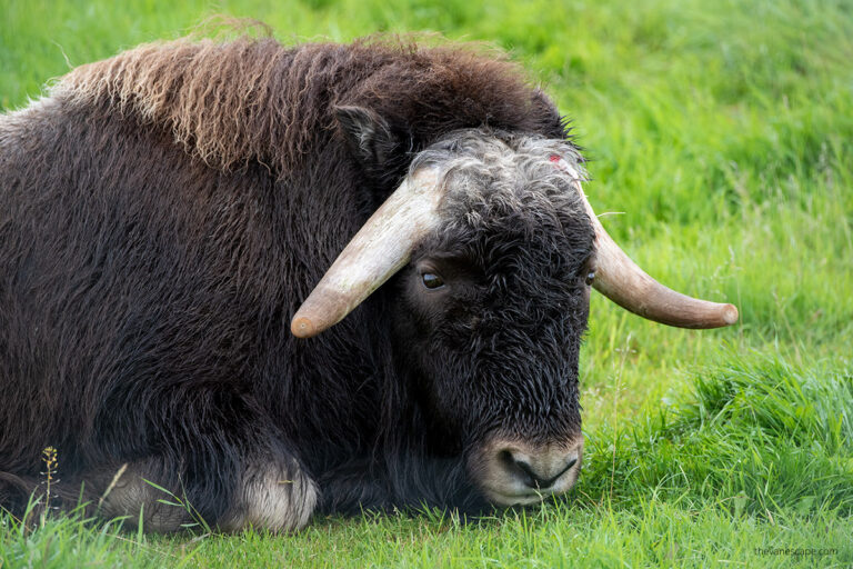 Visiting The Musk Ox Farm in Palmer, AK