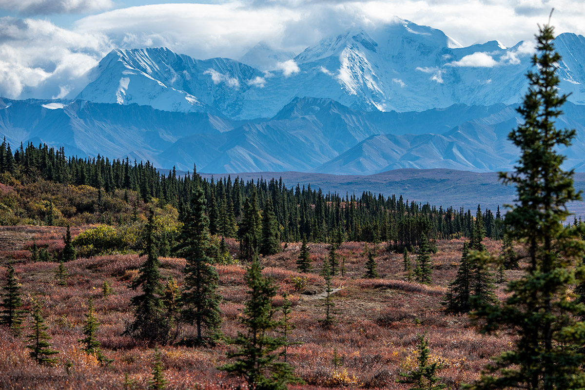 fall colors and scenery in Denali National Park