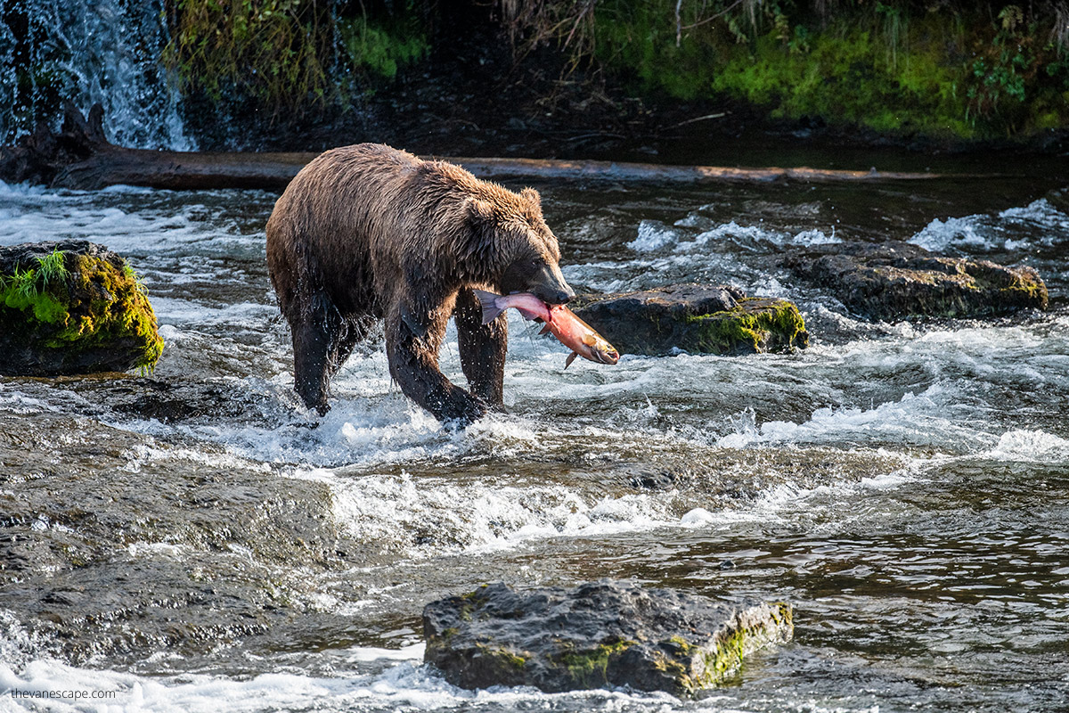 bear viewing from Anchorage in summer