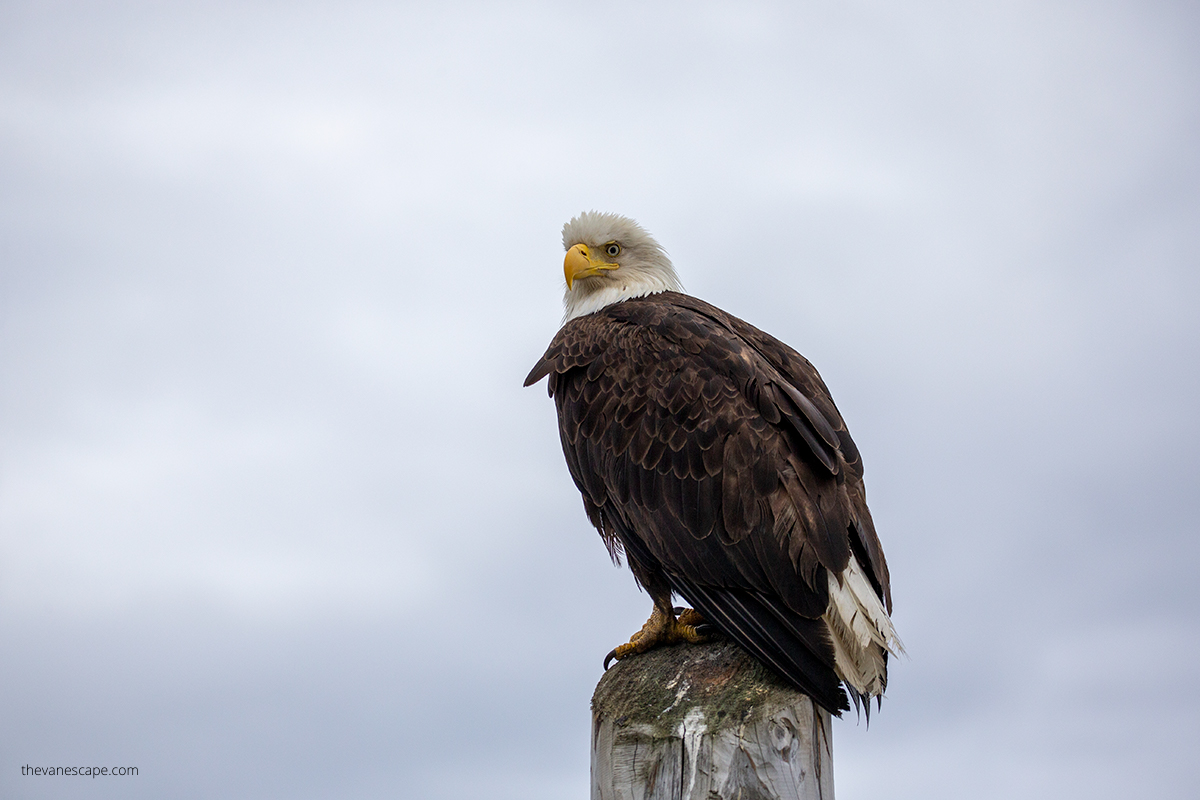 bald eagle in Potter Marsh Bird Sanctuary