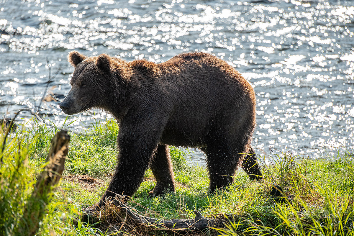 brown bear in Alaska walking along river