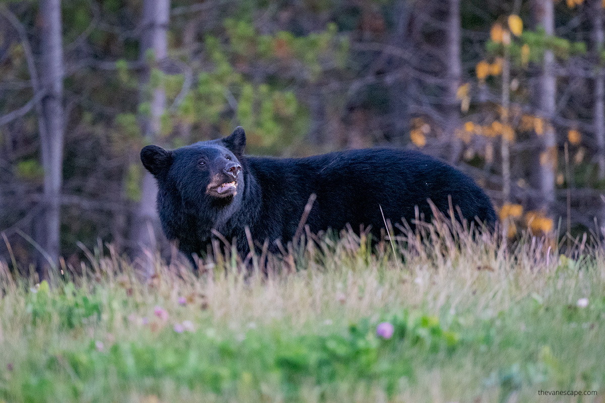 black bear next to the road 