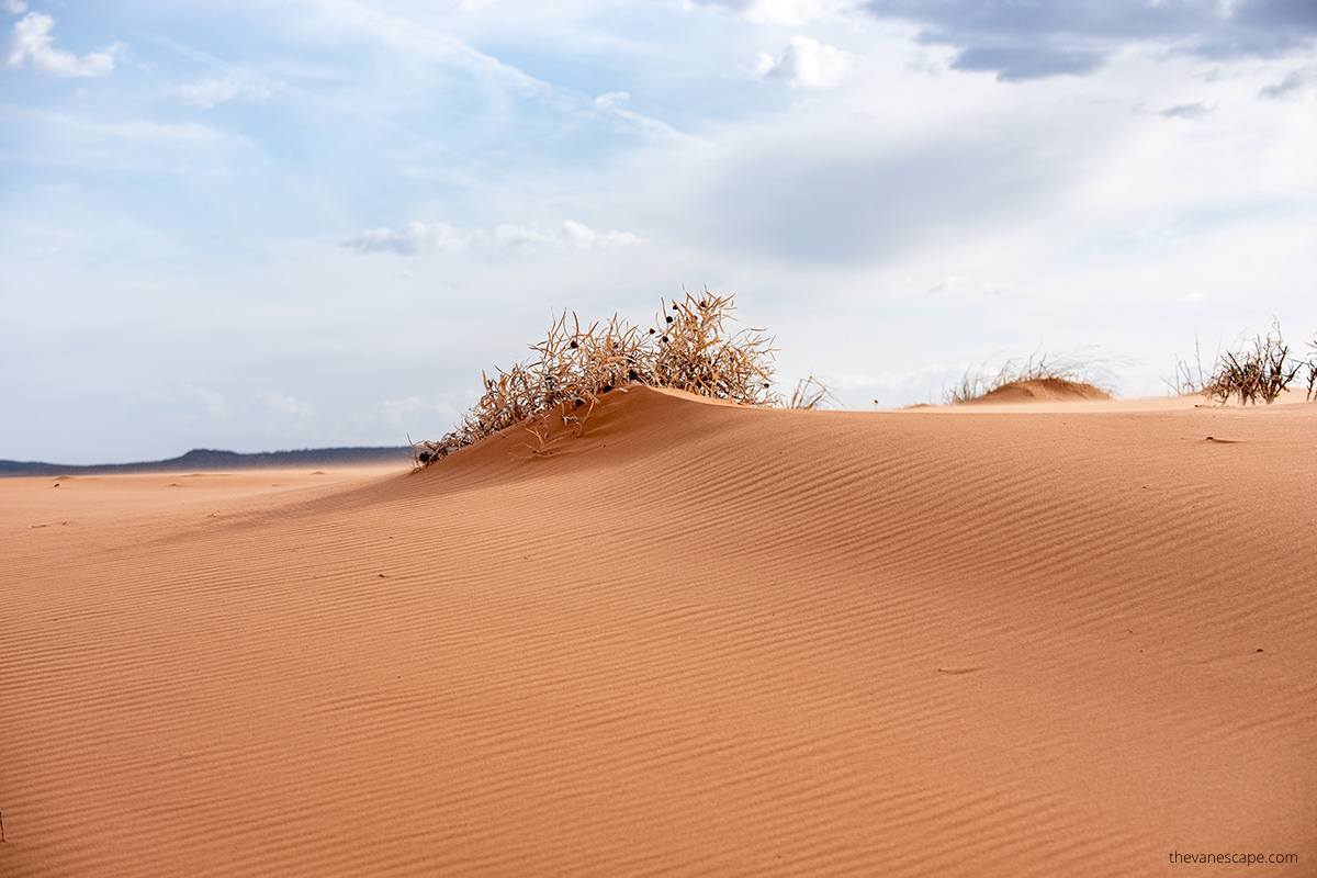 Sand Dunes 