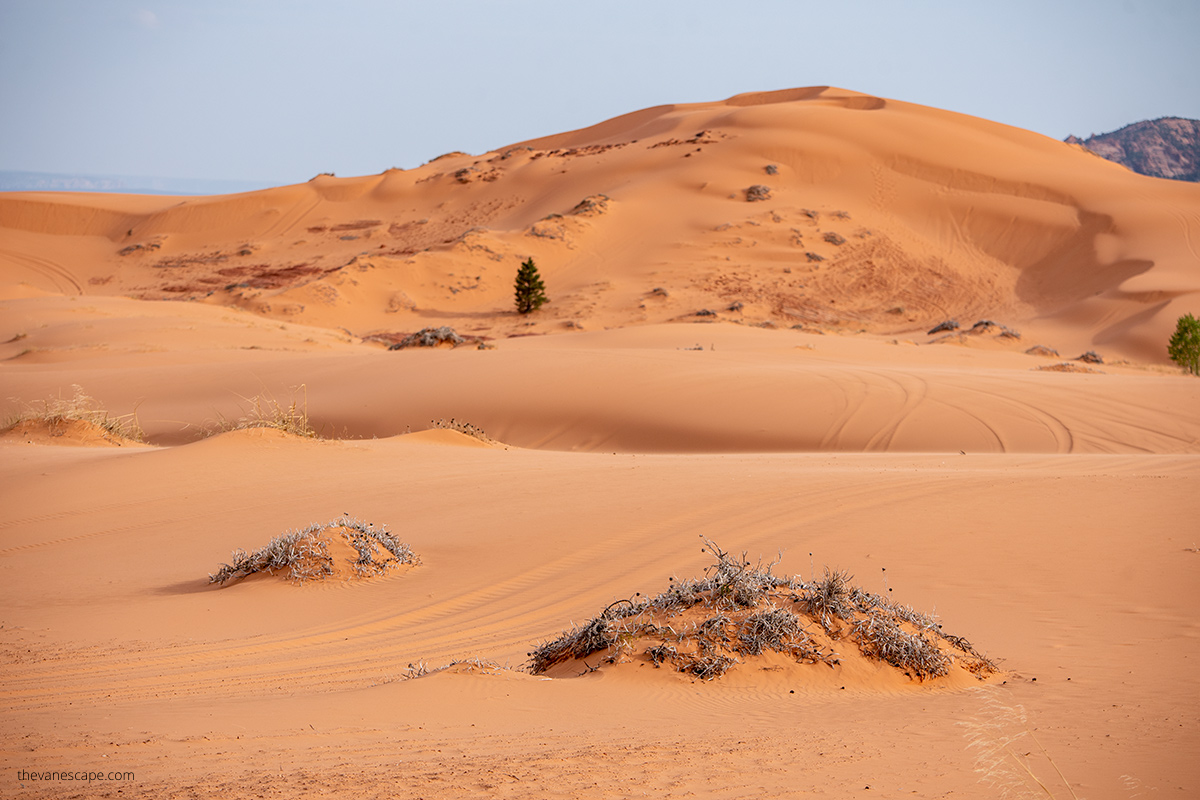 dunes and plants in coral pink sand dunes park