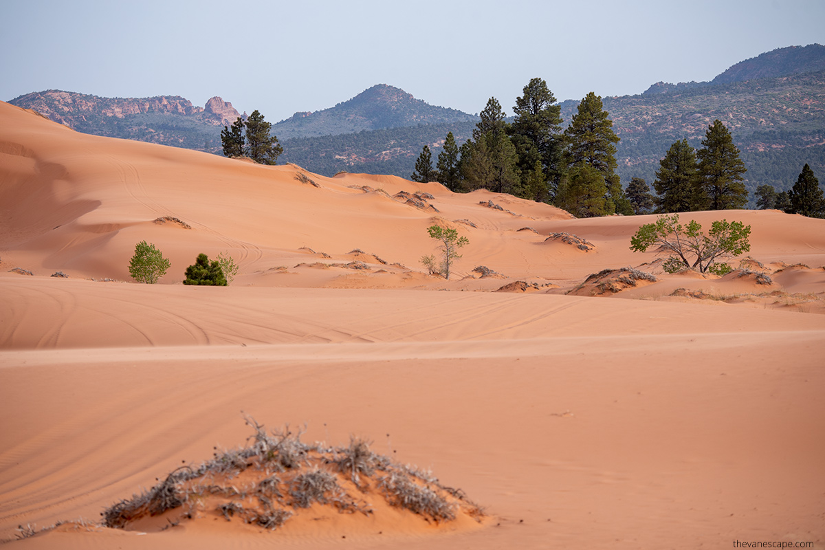 pink dunes with mountains in background in Coral Pink Sand Dunes State Park, which is located close to the trailhead to the Belly of the Dragon