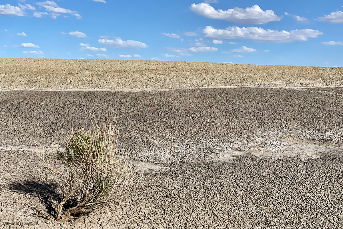 plant on a desert