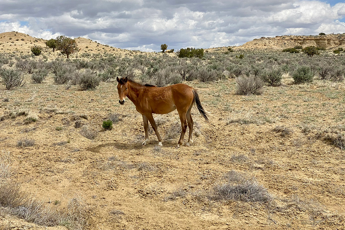 horse New Mexico