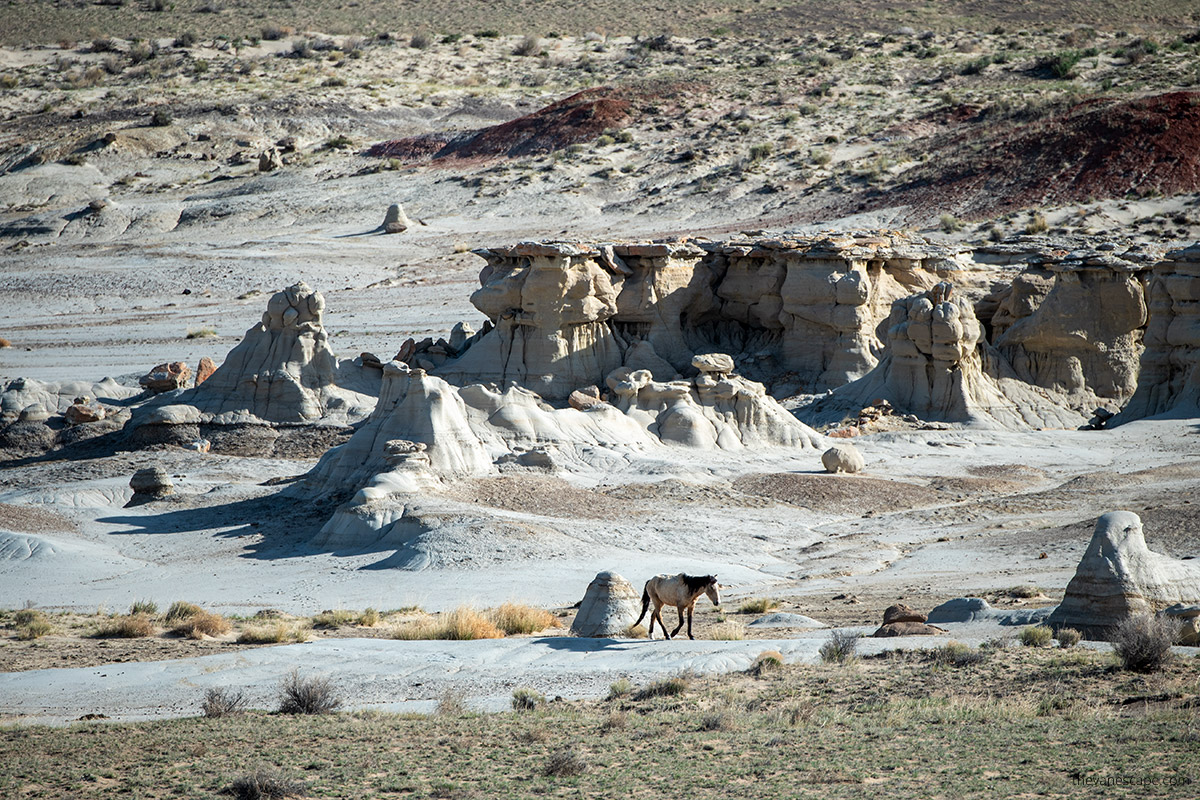 horses in Valley of Dreams