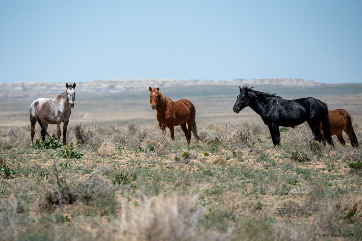 wild horses in New Mexico