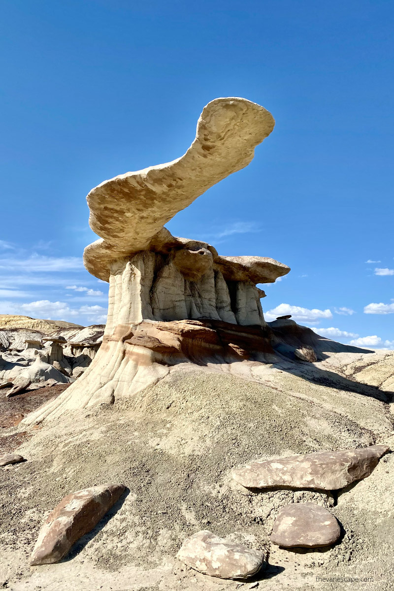 King of Wings in New Mexico