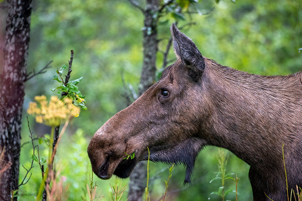 moose in Alaska