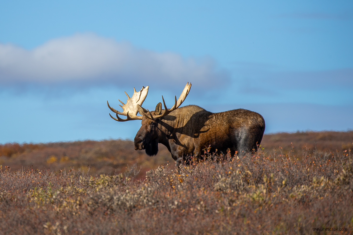 moose during Anchorage to Denali Tour
