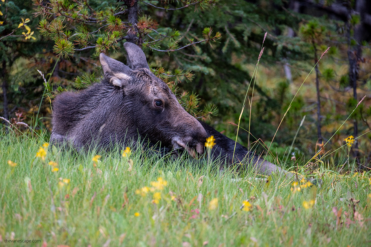 moose near anchorage in Fall