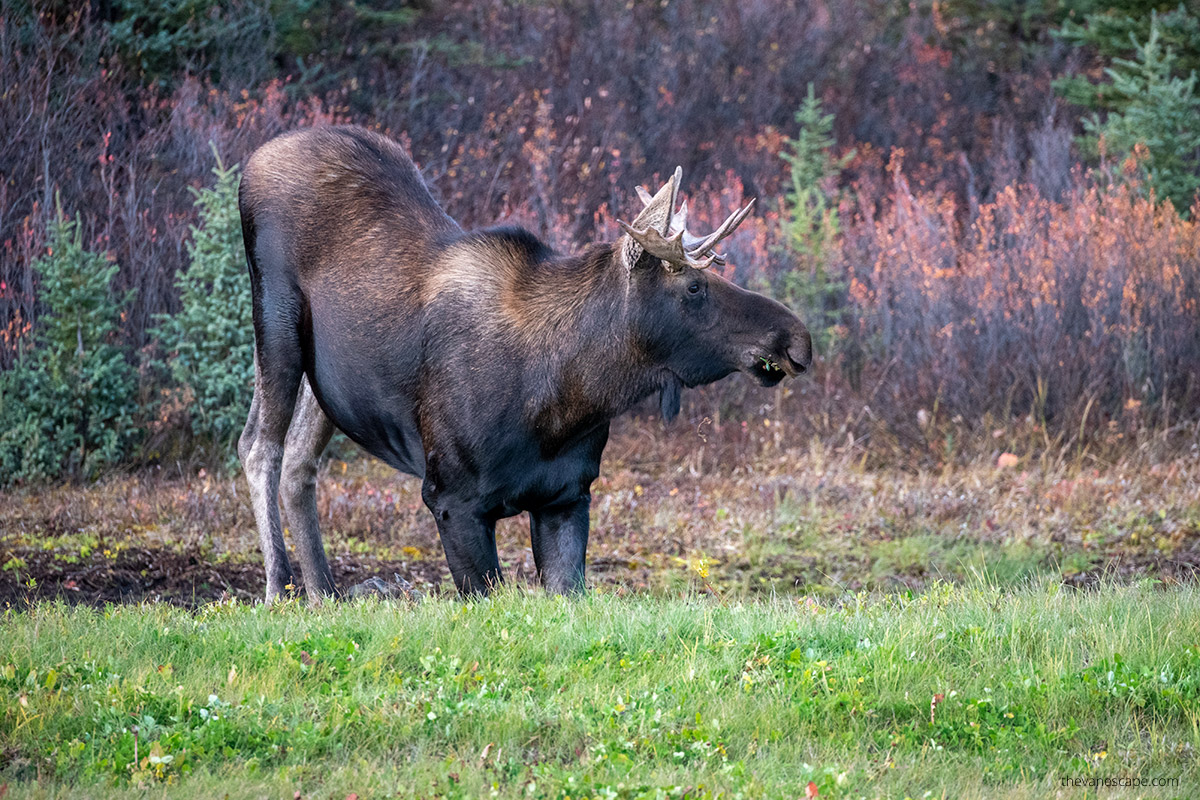 moose eating grass along the road in Alaska