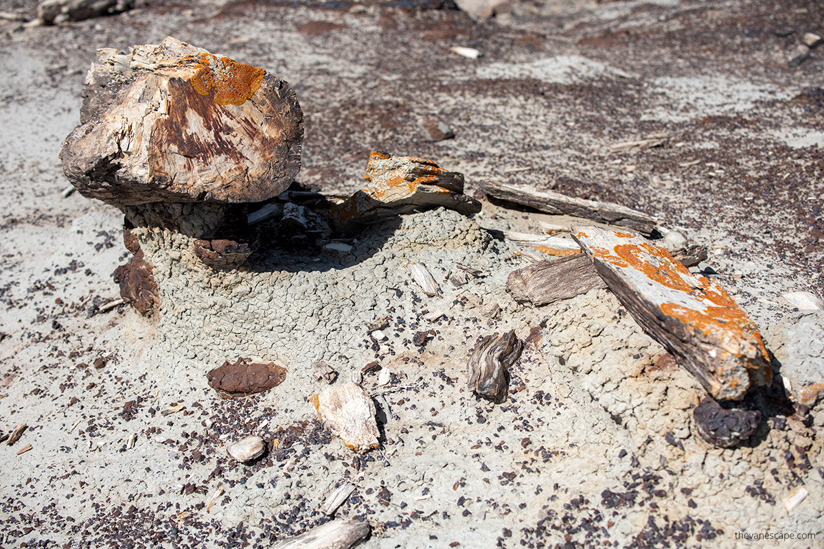 petrified wood