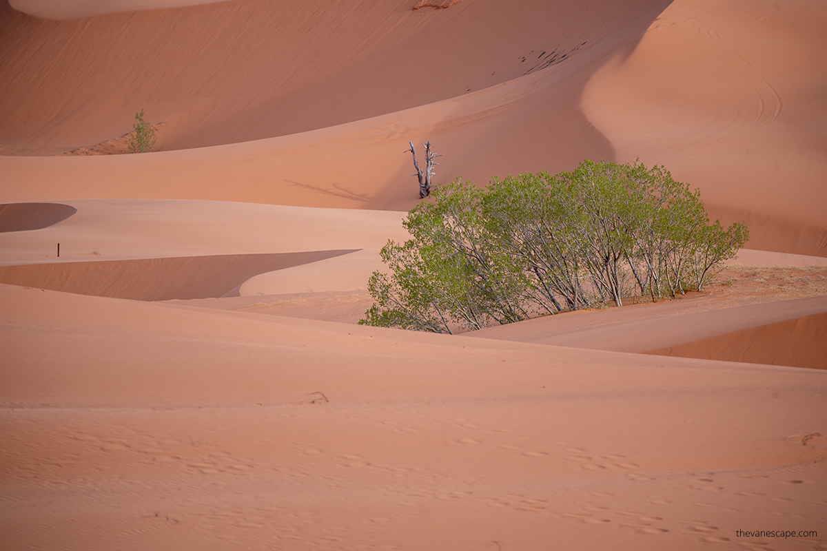 plant on sand dunes