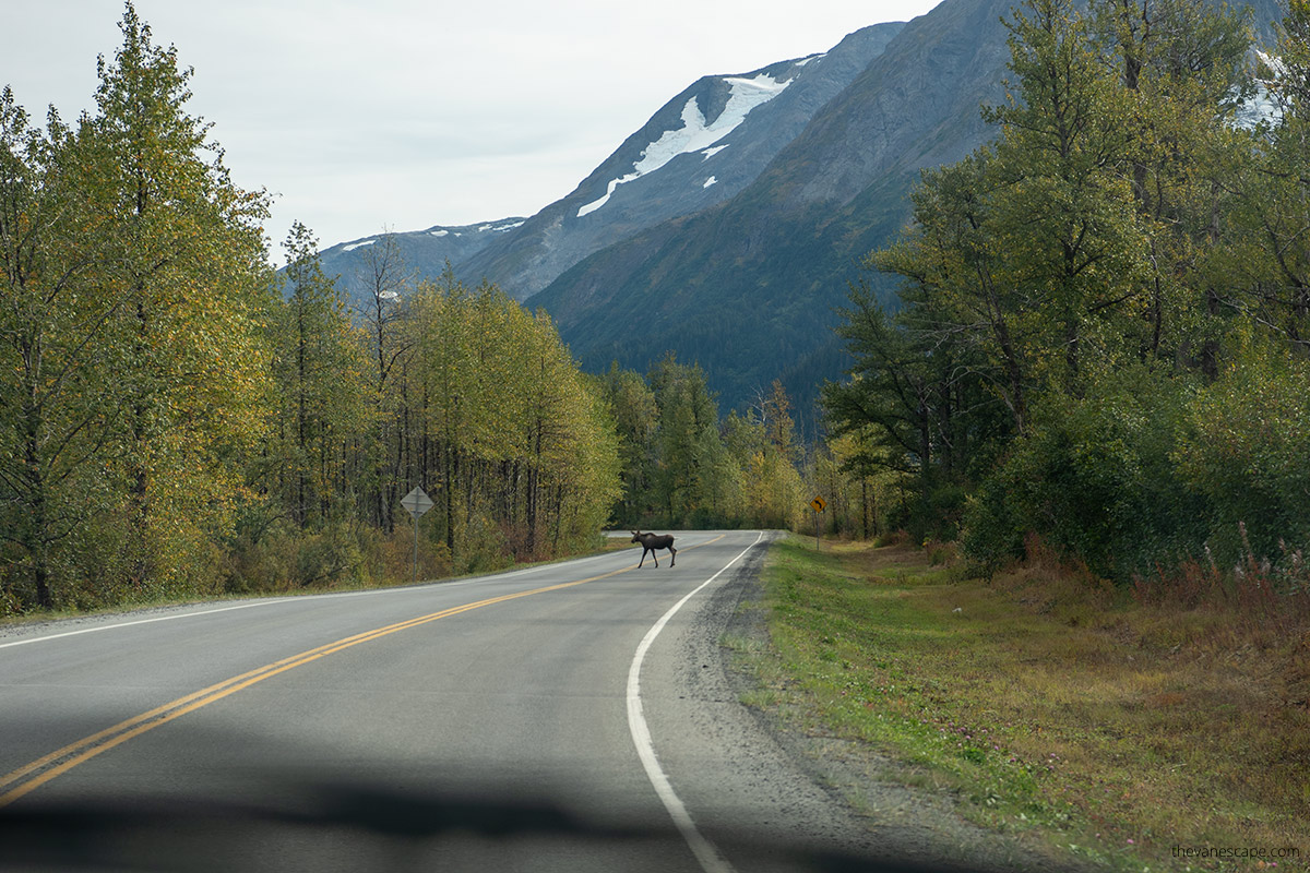 moose on highway