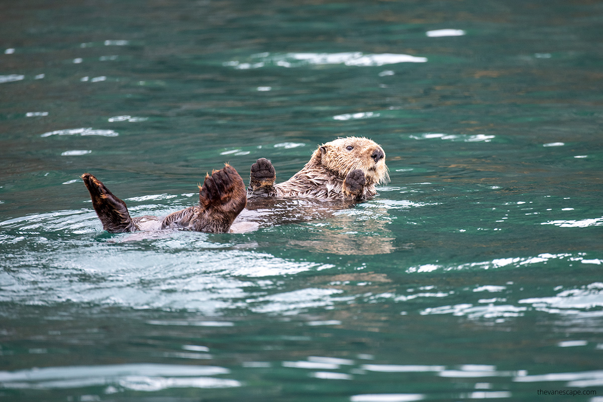 otters during wildlife cruise tour in Seward