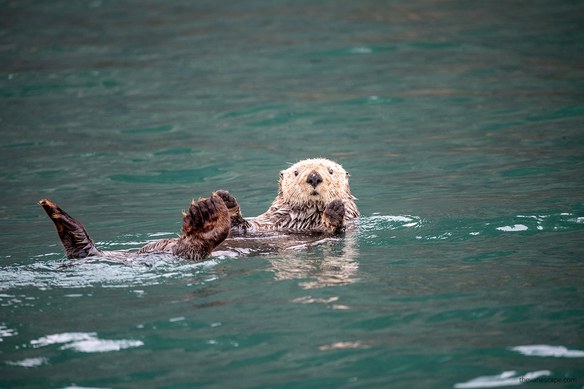 otters during wildlife cruise tour