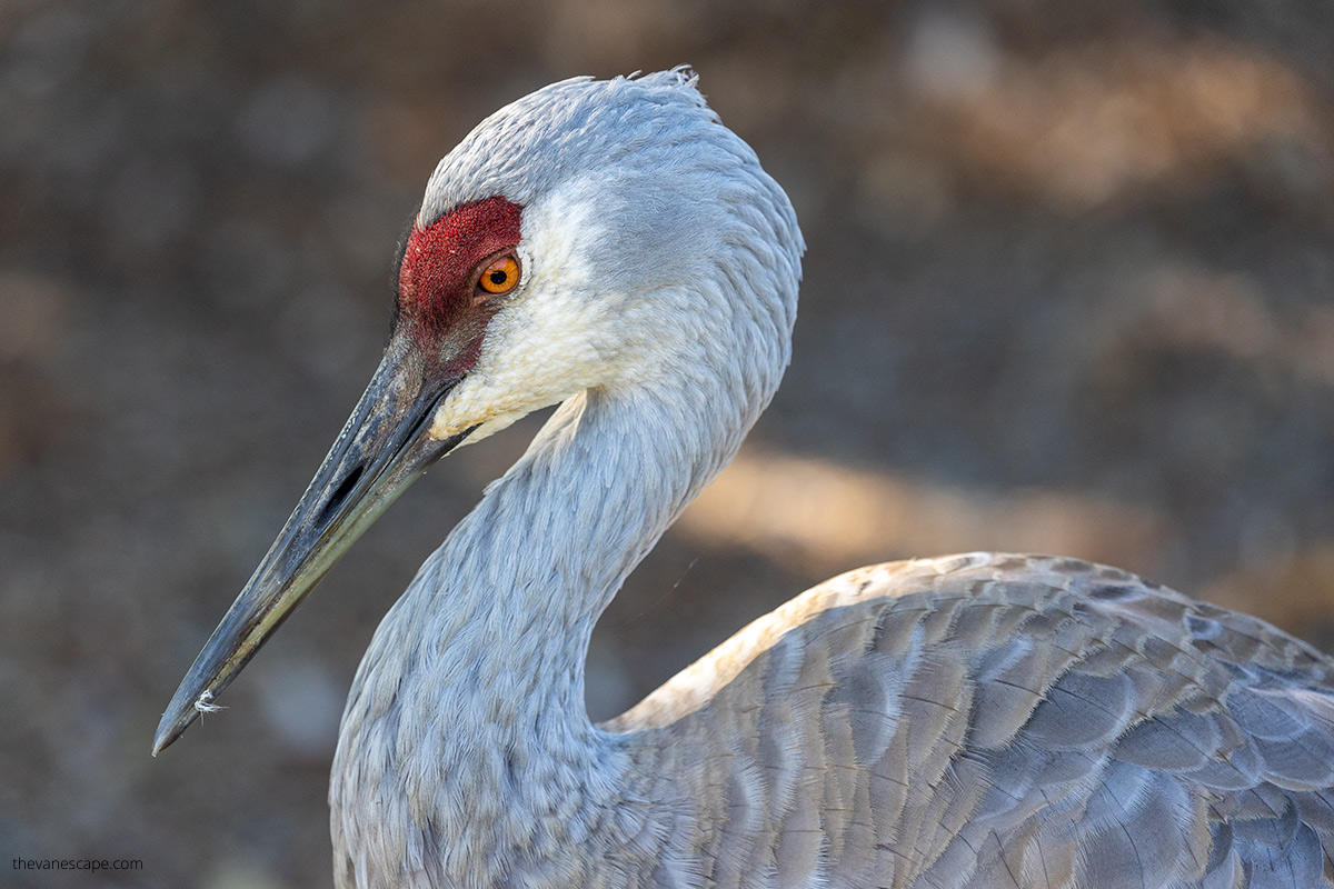 bird watching in New Mexico - crane