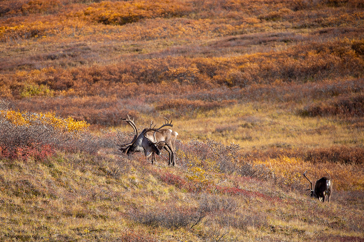caribou in Denali National Park in September