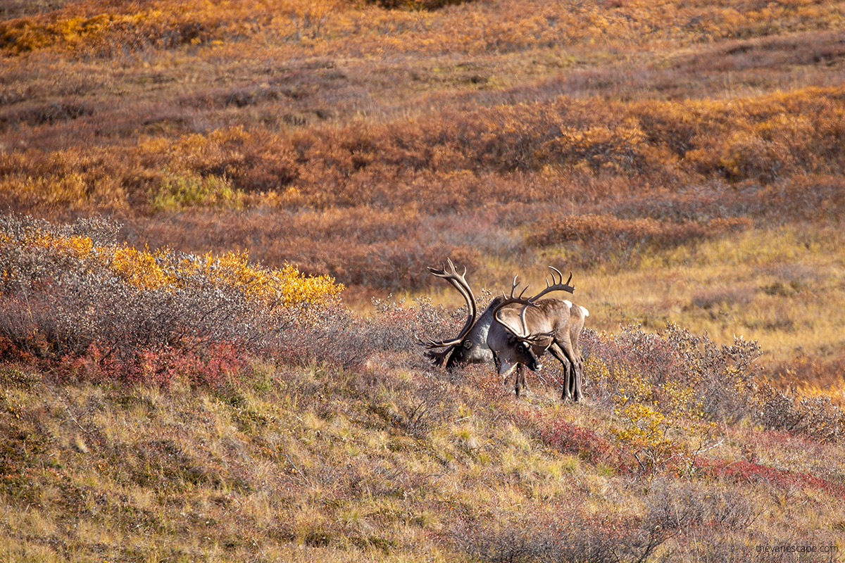 caribou in Denali in fall colors