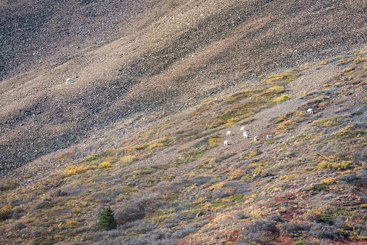 Dall sheep from the distance