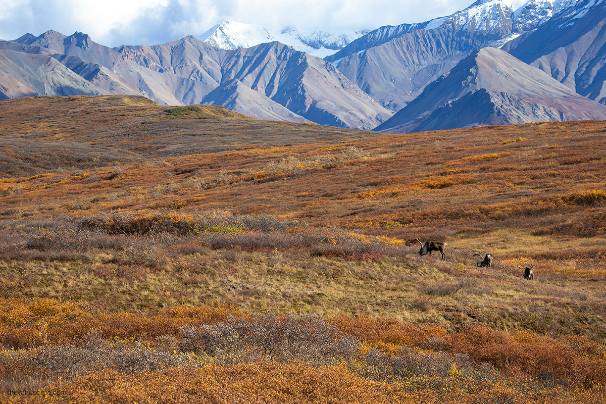 caribou and mountain view in Denali National Park