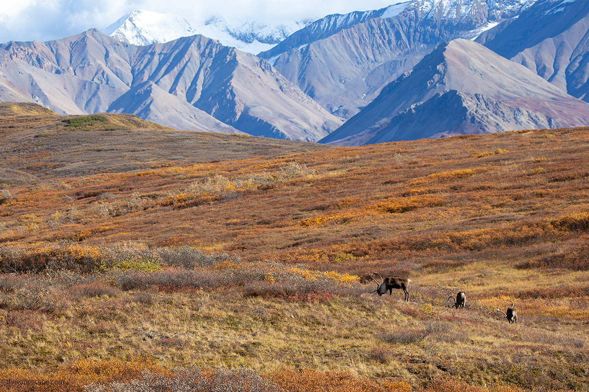 wildlife viewing in Denali National Park - caribou in fall colors with mountains in background