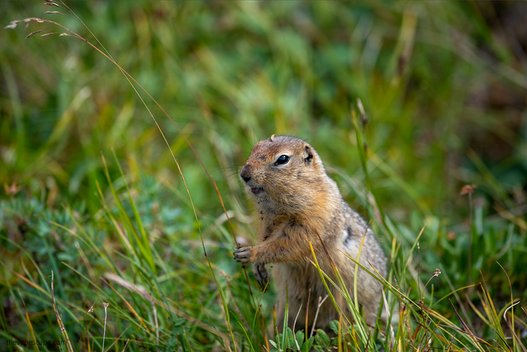 ground arctic squirrel on grass in summer in Denali 