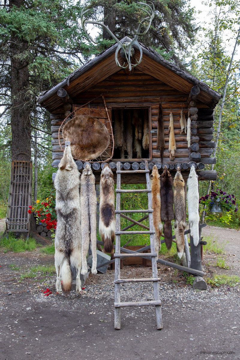 Chena Indian Village - cultural heritage of the indigenous Athabascan people, skins of hunted animals