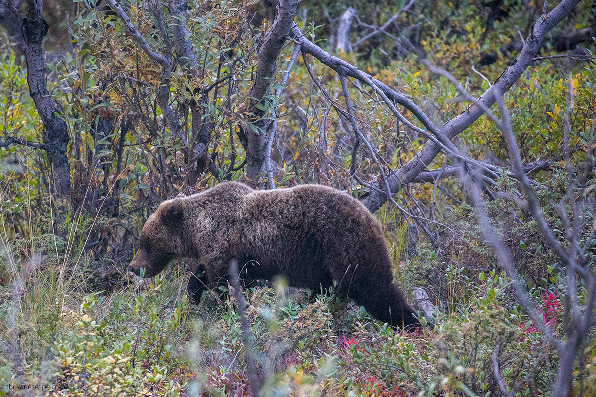 grizzli bear in Denali National Park in September
