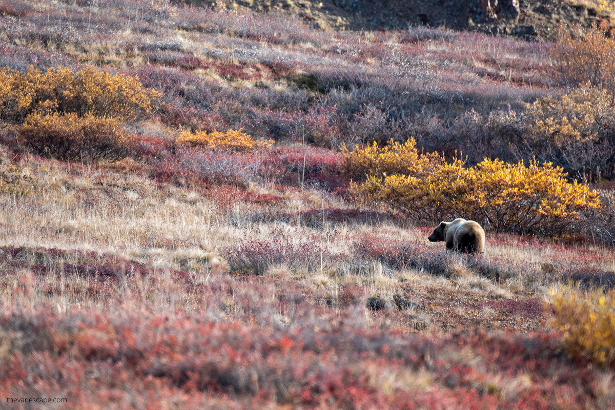 grizzly bear in Denali in fall colors