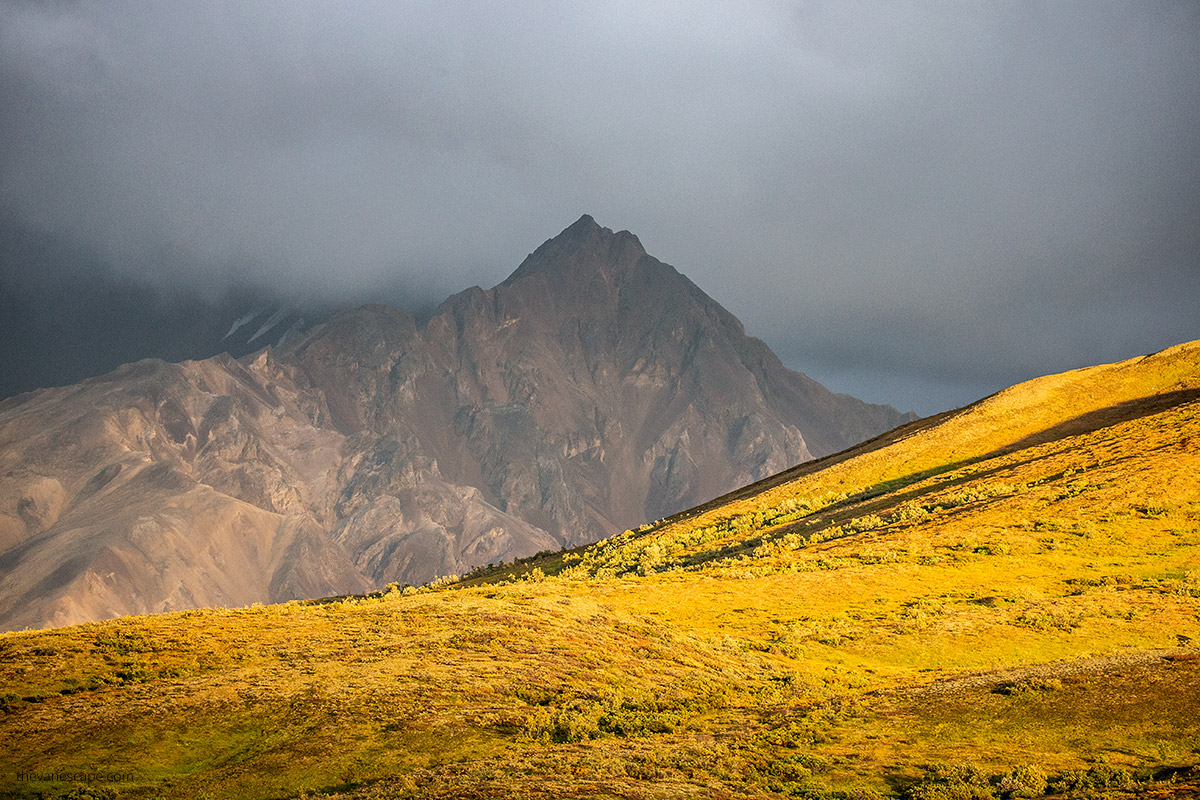 landscape in Denali National Park - yellow meadow in the sun and fog covering the mountains