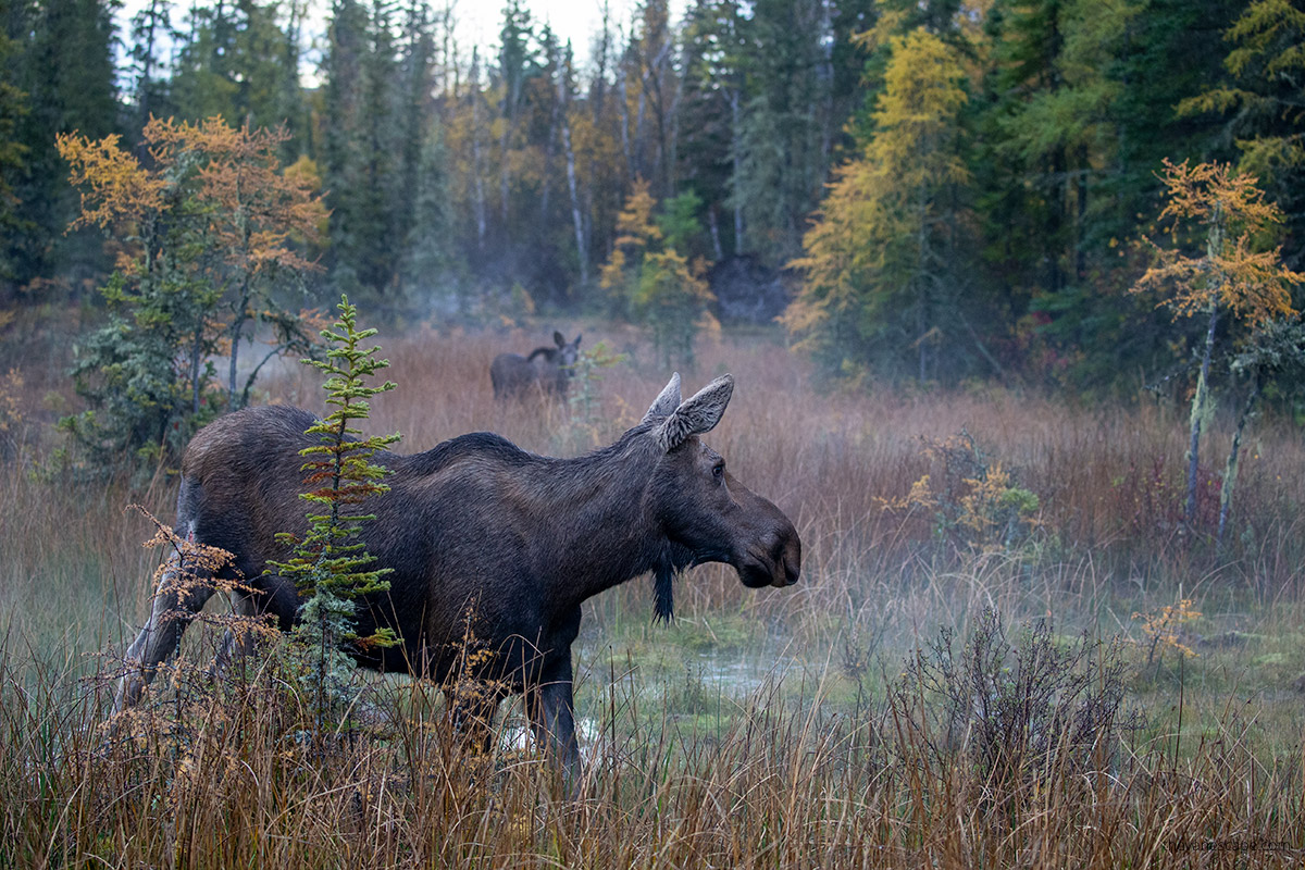 moose in morning fog near fairbanks alaska