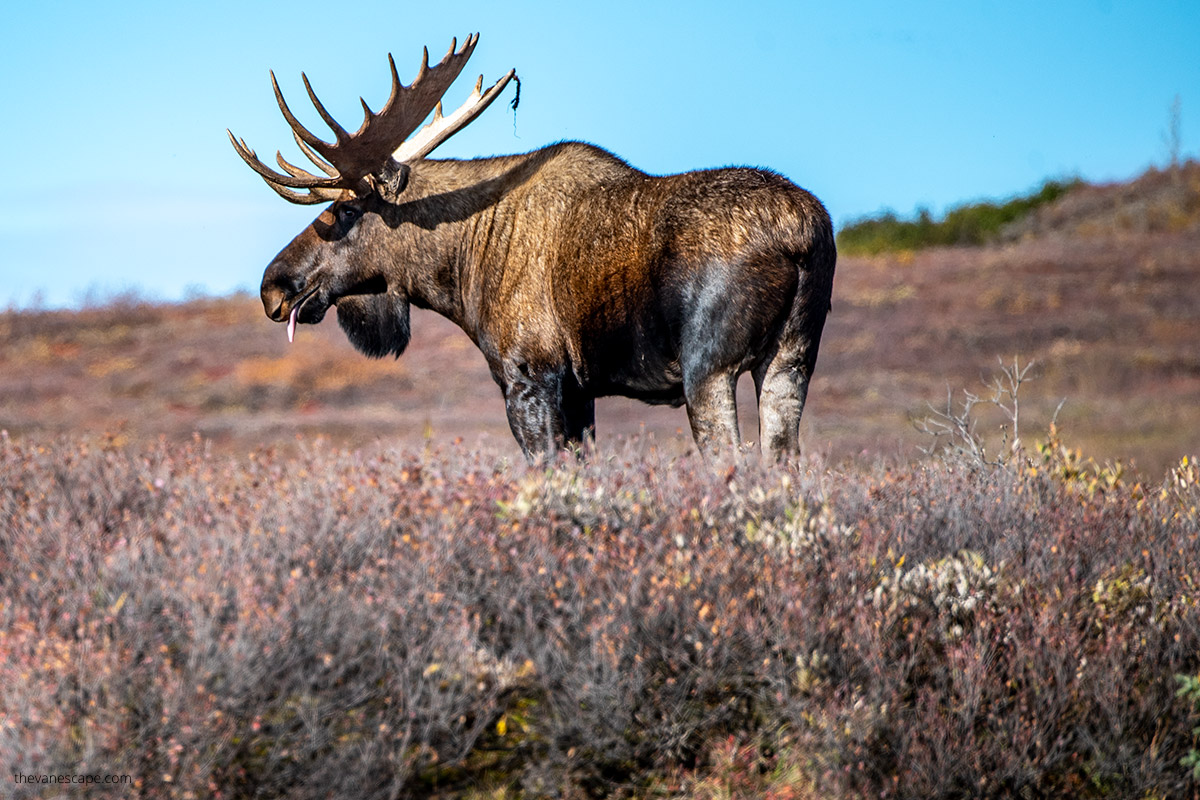 wildlife viewing in Denali - huge moose with antlers on the fall scenery